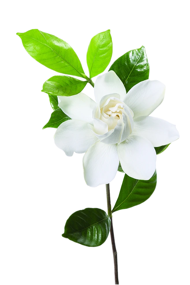 【觅图网-pic.51mitu.com】茉莉觅图网 栀子花 采集者两秒视觉