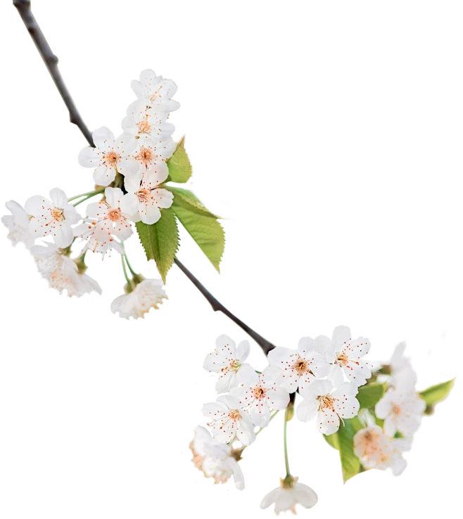 【PNG素材网-png.mixinnet.cn】雨水 杏花