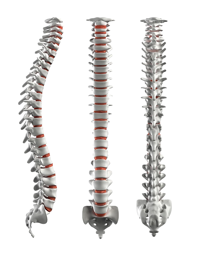 【PNG素材网-png.mixinnet.cn】医疗系列人体骨骼