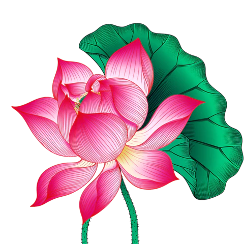 【PNG素材网-png.mixinnet.cn】手绘荷花