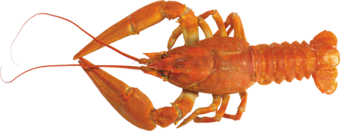 【PNG素材网-png.mixinnet.cn】小龙虾