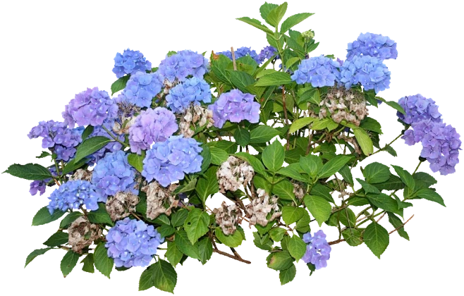 【PNG素材网-png.mixinnet.cn】八仙花06