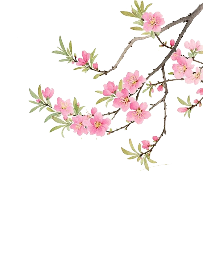 【PNG素材网-png.mixinnet.cn】桃花盛开