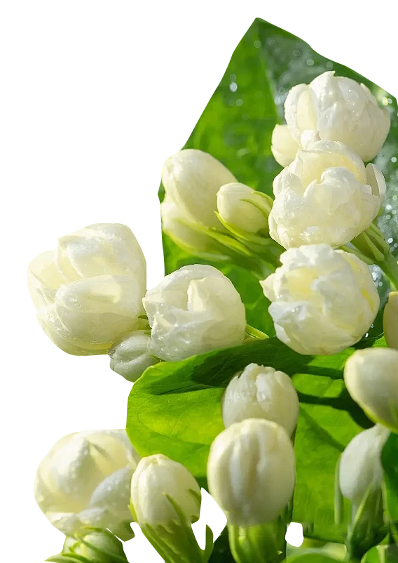 【觅图网-pic.51mitu.com】茉莉 (4)
