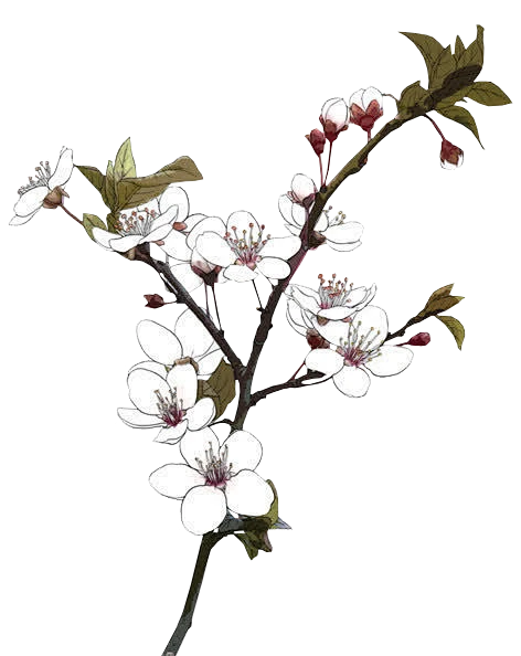 【觅图网-pic.51mitu.com】春分 梨花