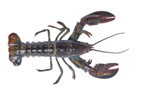 【PNG素材网-png.mixinnet.cn】小龙虾