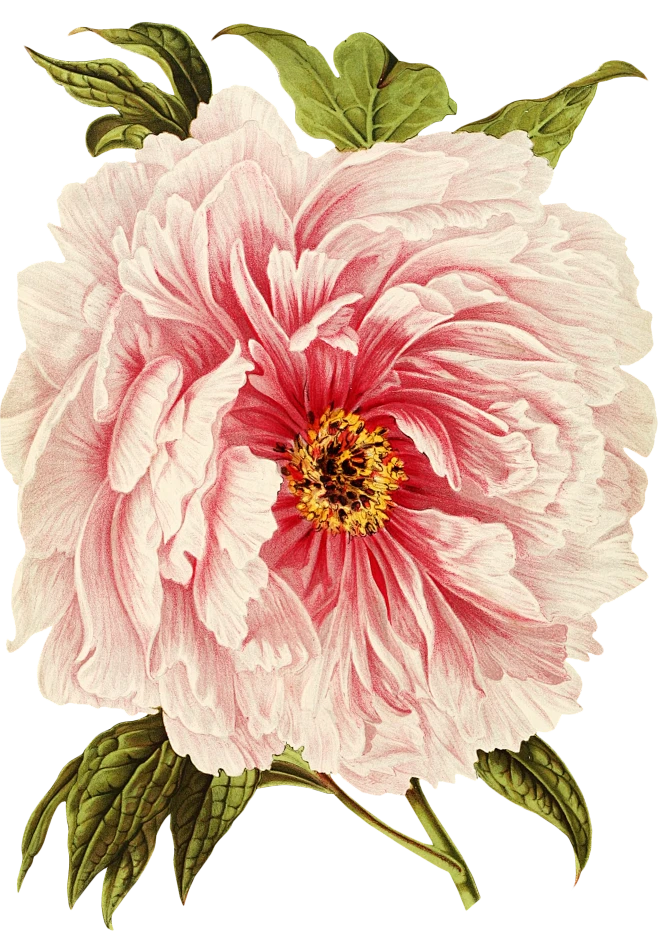 【PNG素材网-png.mixinnet.cn】Nipic_23566073_20200507104521289034
