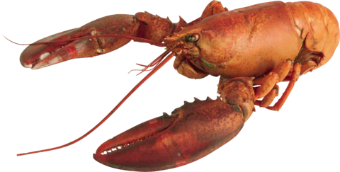 【PNG素材网-png.mixinnet.cn】小龙虾
