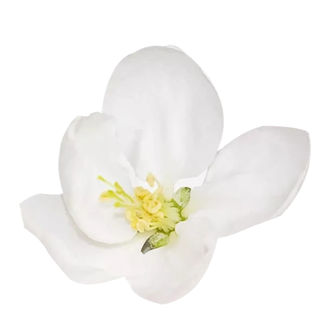【PNG素材网-png.mixinnet.cn】小暑 茉莉花