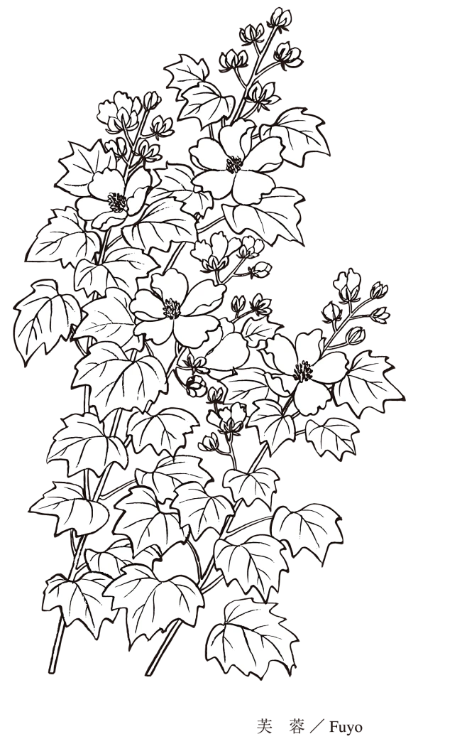 【PNG素材网-png.mixinnet.cn】15芙蓉花