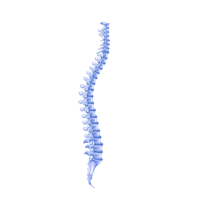 【PNG素材网-png.mixinnet.cn】觅知素材网素材_脊柱,侧面像,骨骼,韧带,人,三维图形,白色