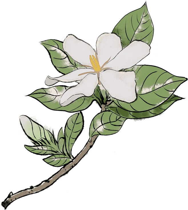 【PNG素材网-png.mixinnet.cn】中医水墨风药材-栀子花