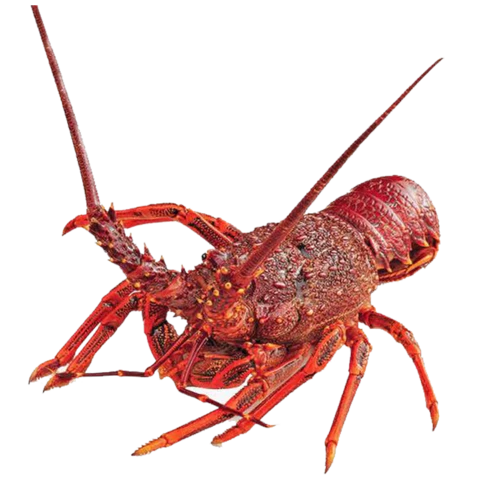 【PNG素材网-png.mixinnet.cn】螃蟹