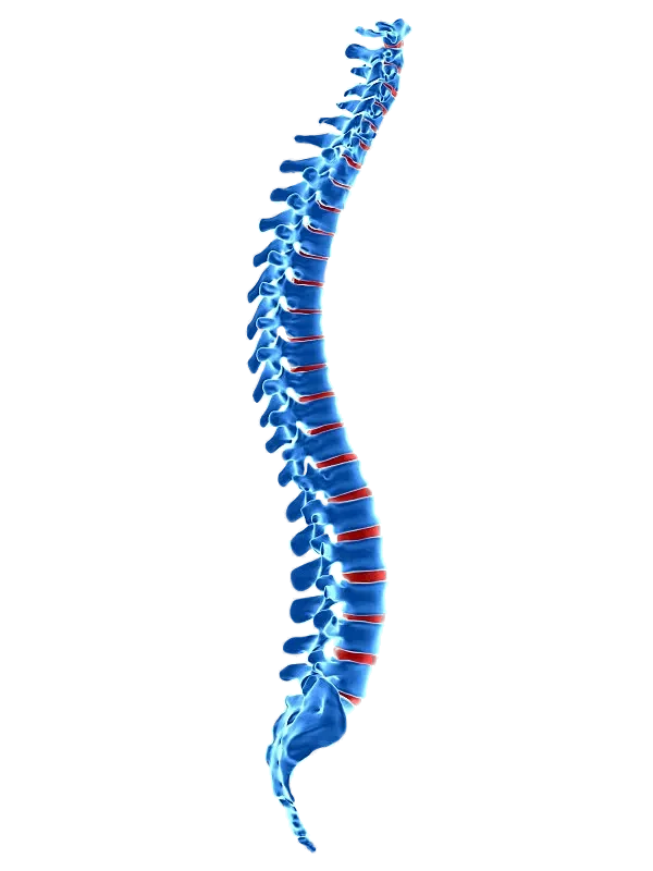 【PNG素材网-png.mixinnet.cn】医疗系列人体骨骼