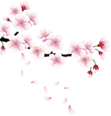 【PNG素材网-png.mixinnet.cn】古风唯美水彩手绘粉色桃花树花朵PNG素材网花枝PNG免扣透明设计素材