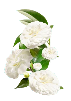 【PNG素材网-png.mixinnet.cn】山茶花 花朵 白底
