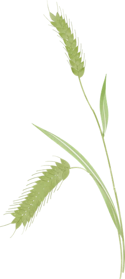 【觅图网-pic.51mitu.com】小满节气绿色麦穗插画-麦穗