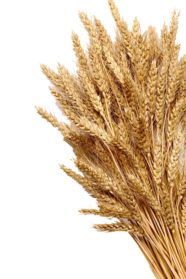 【PNG素材网-png.mixinnet.cn】小麦