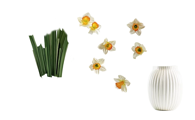 【PNG素材网-png.mixinnet.cn】水仙花4