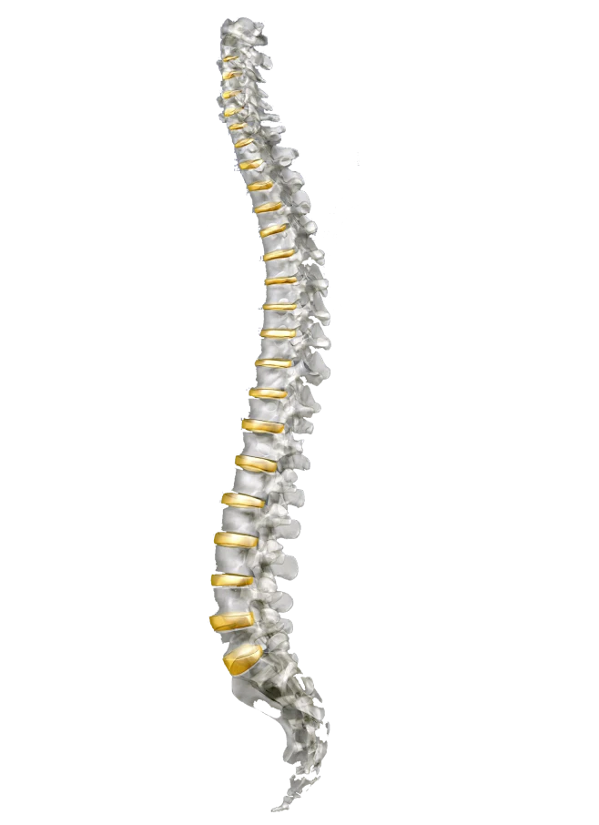 【PNG素材网-png.mixinnet.cn】医疗系列人体骨骼
