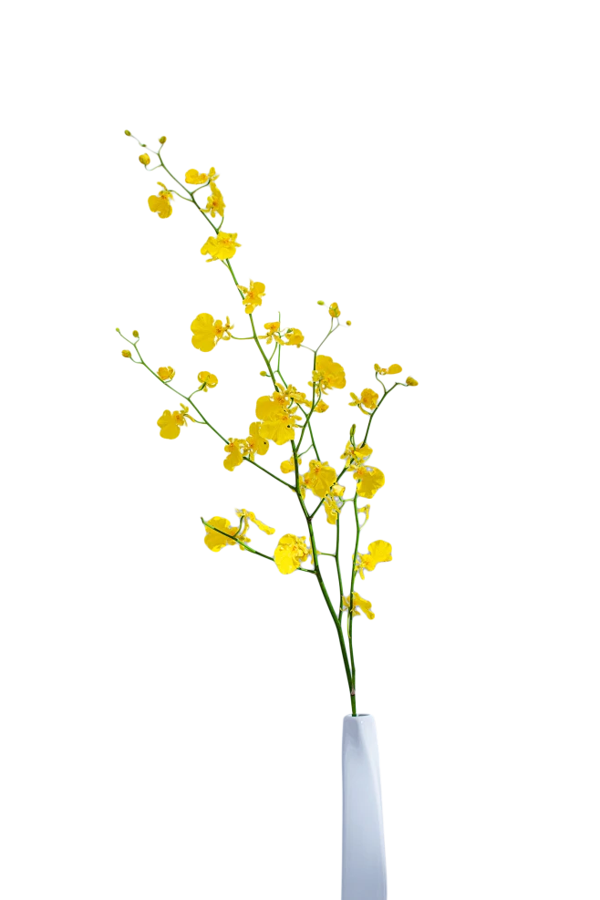 【觅图网-pic.51mitu.com】花瓶花朵花枝