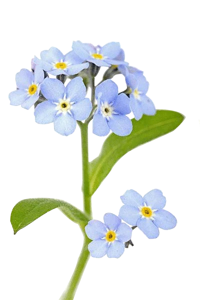 【PNG素材网-png.mixinnet.cn】紫草