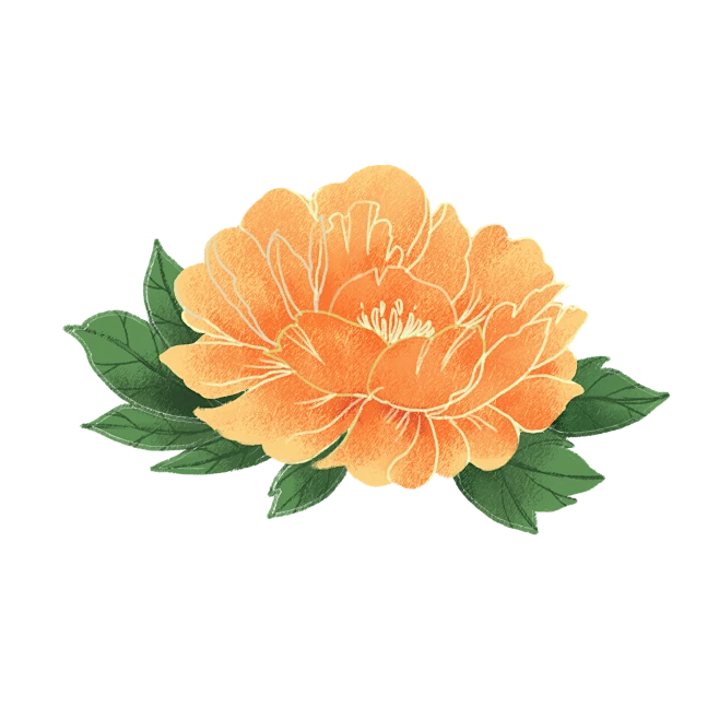 【PNG素材网-png.mixinnet.cn】插画牡丹花元素素材 (12)