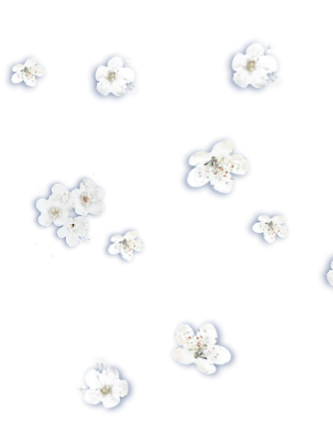 【PNG素材网-png.mixinnet.cn】#免抠素材#梨花