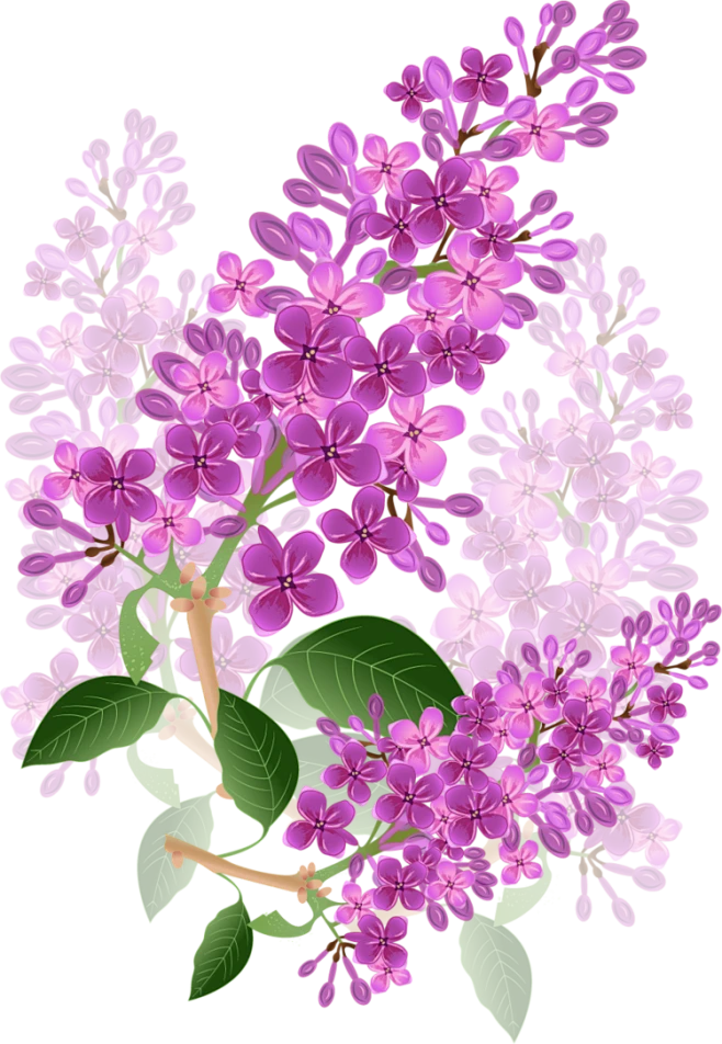 【PNG素材网-png.mixinnet.cn】薰衣草PNG透明PNG素材 鲜花
