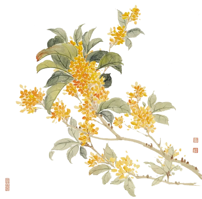 【PNG素材网-png.mixinnet.cn】桂花