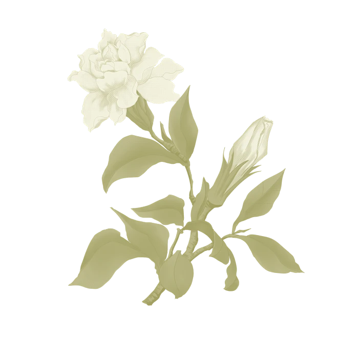 【PNG素材网-png.mixinnet.cn】栀子花手绘
