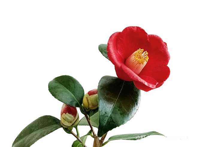 【PNG素材网-png.mixinnet.cn】山茶花素材32