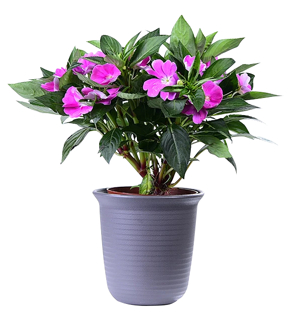 【PNG素材网-png.mixinnet.cn】凤仙花