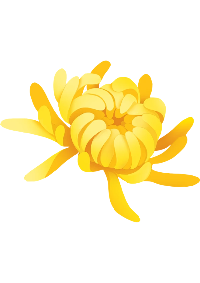 【觅图网-pic.51mitu.com】菊花