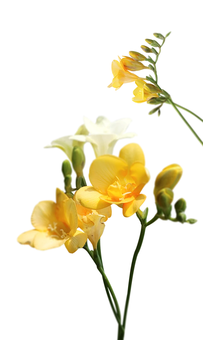【PNG素材网-png.mixinnet.cn】花8