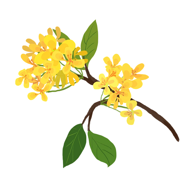 【PNG素材网-png.mixinnet.cn】桂花