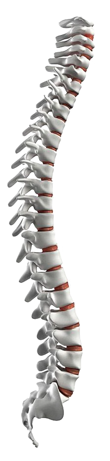 【PNG素材网-png.mixinnet.cn】医疗系列人体骨骼