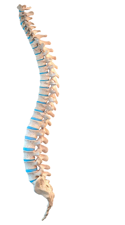 【PNG素材网-png.mixinnet.cn】脊骨 骨骼脊骨