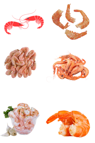 【PNG素材网-png.mixinnet.cn】基围虾