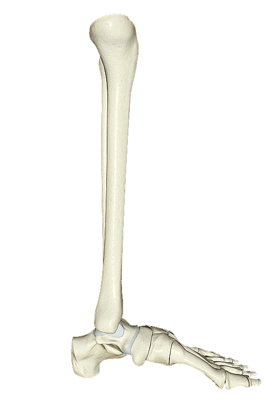 【PNG素材网-png.mixinnet.cn】脚骨-1