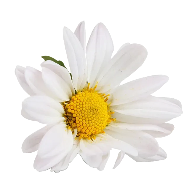 【PNG素材网-png.mixinnet.cn】洋甘菊02