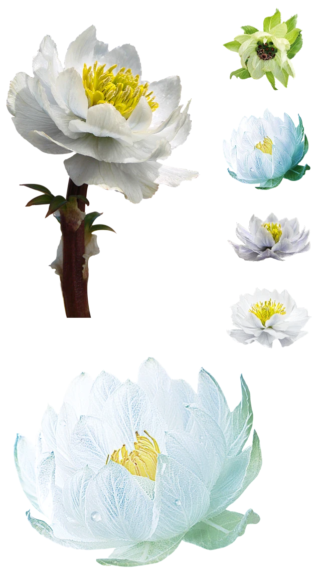 【觅图网-pic.51mitu.com】天山雪莲花