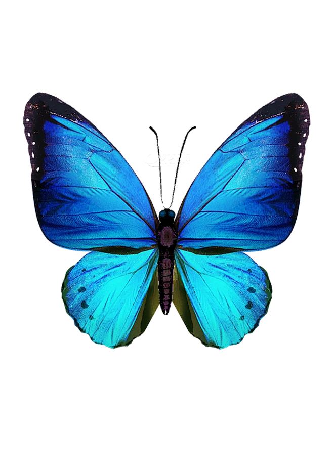 【PNG素材网-png.mixinnet.cn】蝴蝶 hudie01