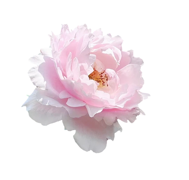 【觅图网-pic.51mitu.com】杜丹