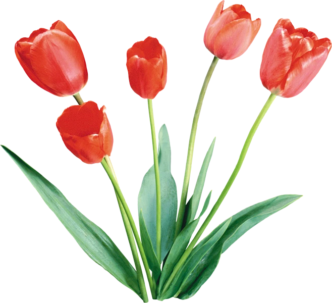 【PNG素材网-png.mixinnet.cn】@佑佑佑小溪PNG素材 免抠图 38节 女神节 母亲节素材 红色郁金香