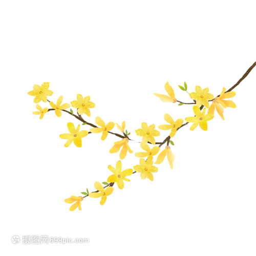 【觅图网-pic.51mitu.com】迎春花的搜索结果_360图片
