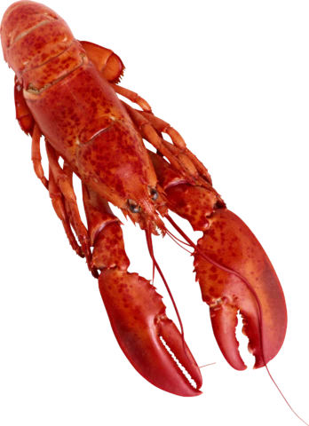 【PNG素材网-png.mixinnet.cn】小龙虾