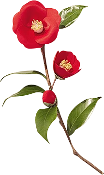 【PNG素材网-png.mixinnet.cn】山茶花