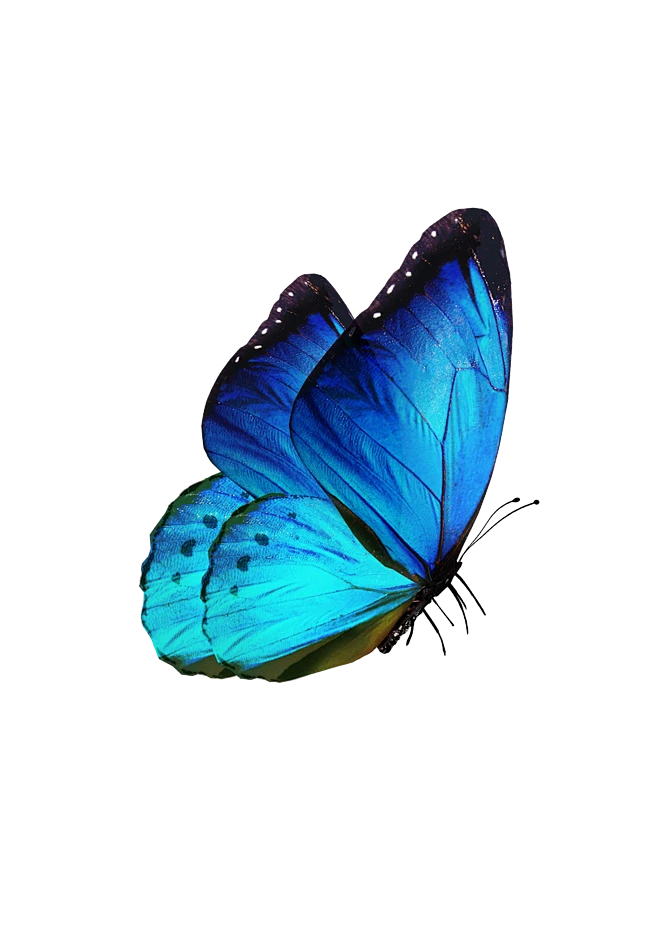 【PNG素材网-png.mixinnet.cn】蝴蝶PNG