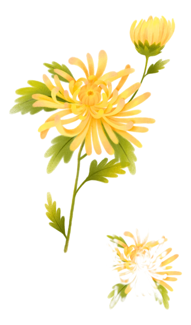 【PNG素材网-png.mixinnet.cn】黄色 菊花